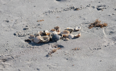sea shells are waiting for you to collect