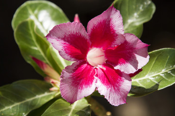 Red and white cactus flower