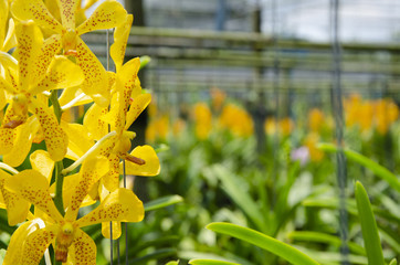 Yellow Thai orchid growing in the farm
