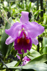 purple Thai orchid in the farm