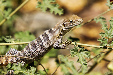 Tree lizard hunting for food