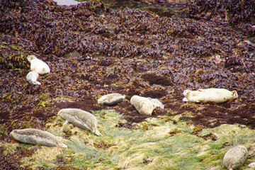 Harbor seals hauled out on beach