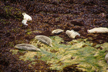 Harbor seals hauled out on beach