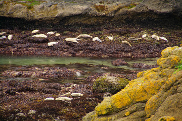 Harbor seals hauled out on beach