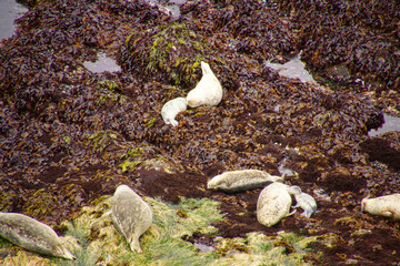 Harbor seal feeding her pup