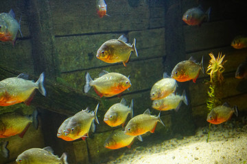 Red bellied piranha native to South America