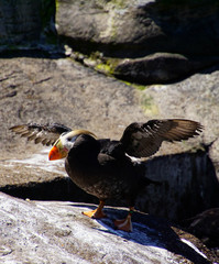 Tufted puffin on rocky shore