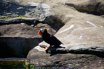 Tufted puffin on rocky shore