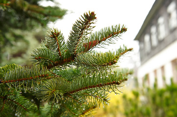 green twig needles after rain