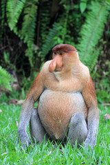 Proboscis Monkey