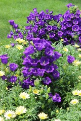 Obraz premium PURPLE CANTERBURY BELLS