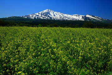鳥海山と菜の花
