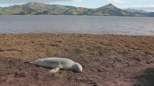 Female New Zealand sea lion resting at shore