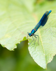 Close up of a blue Male Banded Demoiselle, Calopteryx splendens, resting on a green leaf in a nature reserve