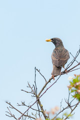 Common starling, Sturnus vulgaris holding food for juveniles in his beak perched on a tree branch