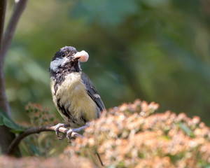 Adult great tit Parus major holding food for juveniles in his beak perched on a tree branch