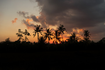 Sunset over some palm trees in the rice fields north of Ubud, Ubud, Bali; Indonesia (08.05.2018)