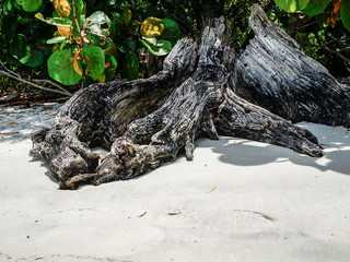 driftwood on the beach