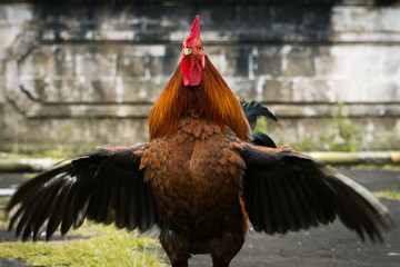 Beautifully colourful rooster (Gallus gallus domesticus) spreading its wings at the Pura Penataran...