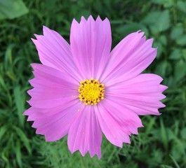 Obraz premium Cosmos