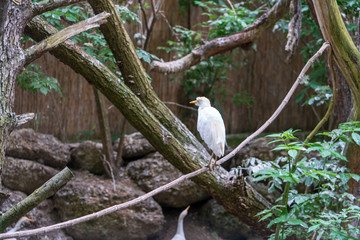 Vogel