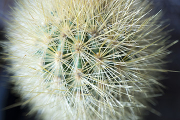 Fototapeta premium Cactus Closeup 