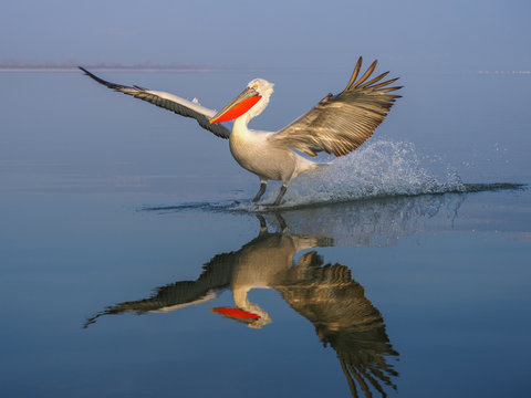 A Dalmatian Pelican (Pelecanus crispus) on the surface of Kerkini lake, northern Greece