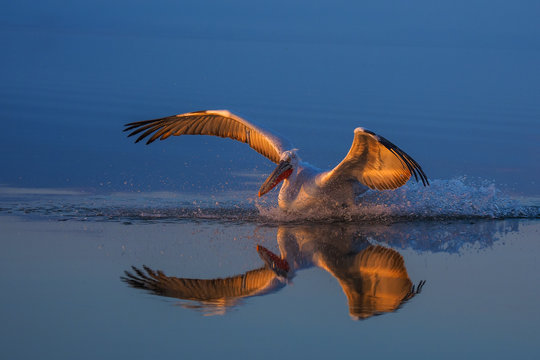 A Dalmatian Pelican (Pelecanus crispus) on the surface of Kerkini lake, northern Greece