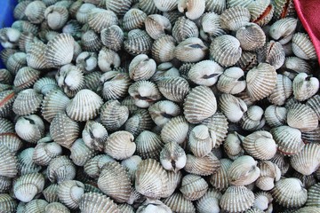 Fresh cockle for cooking in the market