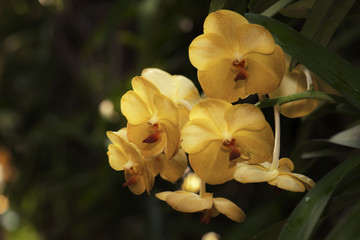 beautiful yellow phalaenopsis orchid flower in nature