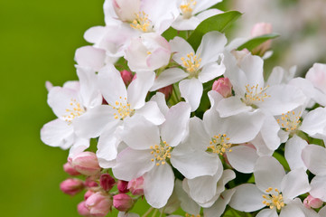 FLOWERING CRABAPPLE - MALUS 'WHITE ANGEL'