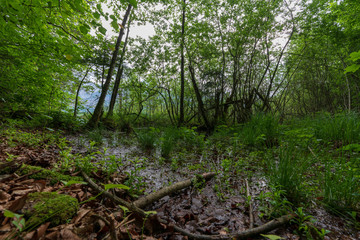 Büsche und Sträucher am Almsee