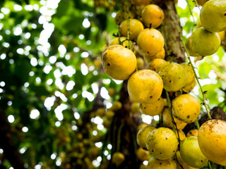 rambeh(Thai fruit) on the rambi tree