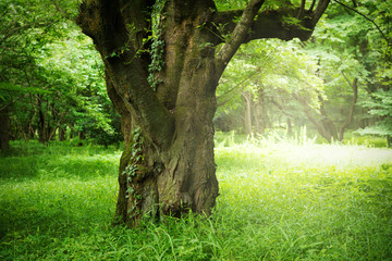 深い森の大きな木