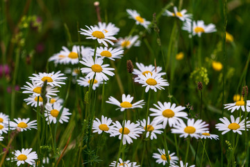 Fototapeta premium Blumenwiese