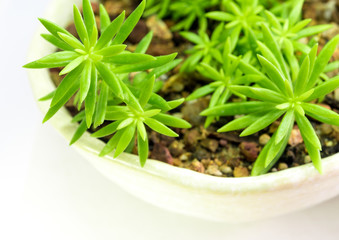 Succulent plant stonecrop, fresh leaves detail of sedum Angelina