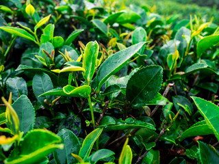 close up tea in the morning at rai cha 2000(Tea Plantation), DOI ANG KANG, Chiang Mai, Thailand