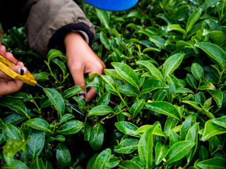 cut tea leaves in the morning at rai cha 2000(Tea Plantation), DOI ANG KANG, Chiang Mai, Thailand