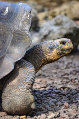 Obraz premium Galapagos Giant Tortoise, at the Galapaguera Interpretation Center on San Cristobal, Galapagos Islands