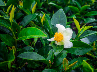 tea flower in the morning at rai cha 2000(Tea Plantation), DOI ANG KANG, Chiang Mai, Thailand