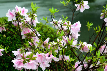 雨の日のツツジ  薄ピンクの花
