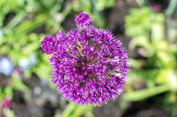 Allium giganteum, also known as Giant Onion with a small wasp on it, Canada