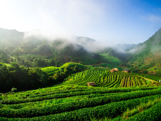 hmong hill tribe harvest tea plant in the morning at rai cha 2000, DOI ANG KANG, Chiang Mai, Thailand