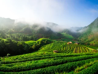 Gordijnen hmong hill tribe harvest tea plant in the morning at rai cha 2000, DOI ANG KANG, Chiang Mai, Thailand © decnui