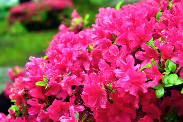 鮮やかなツツジ ショッキングピンクの花