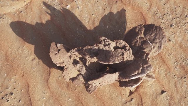 Desert rose is formations of crystal clusters of gypsum or baryte which include abundant sand grains in Rub al Khali desert stock footage video