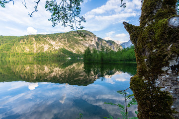 Fototapeta premium Almsee z drzewem