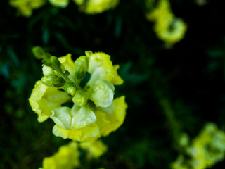 yellow Snapdragon Flowers in the garden