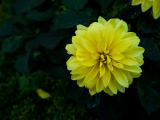 Yellow Dahlia flower in a garden.