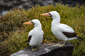 Nazca booby (Sula granti), on Isla Espanola on the Galápagos Islands